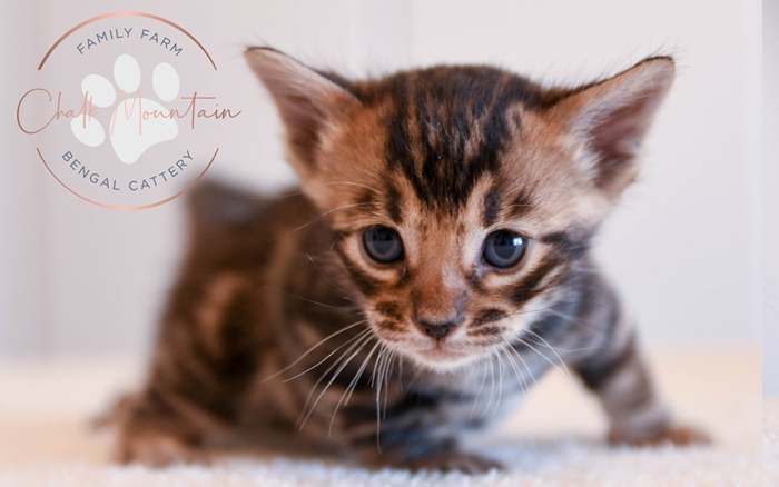 Bengal kitten for sale